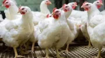 تحديث بورصة الدواجن.. أسعار الفراخ الساسو بالأسواق المصرية والمزارع اليوم